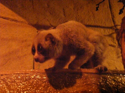 Pygmy slow loris