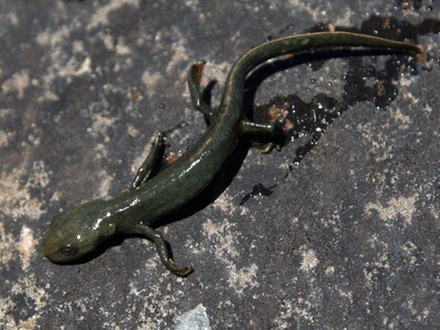 Pyrenean brook salamander