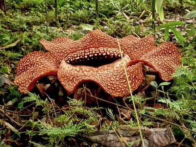 Rafflesia