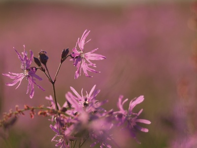 Ragged robin