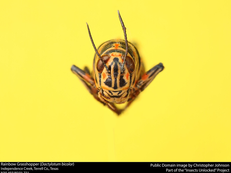 List of Colorful Insects - Flora Fauna Fun