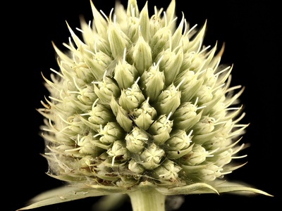 Rattlesnake master
