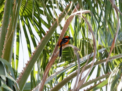 Red-bellied Paradise Flycatcher