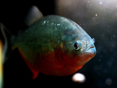 Red-bellied Piranha