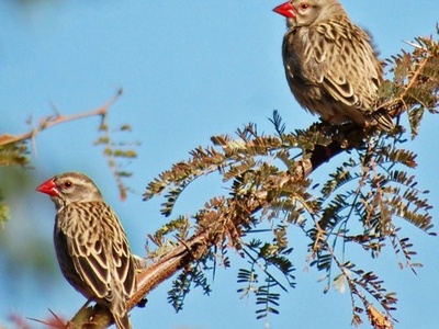 Red-billed quelea