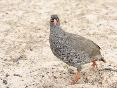 Red-billed spurfowl