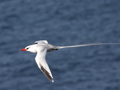 Red-billed Tropicbird