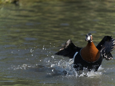 Red-breasted goose