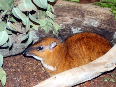 Red-flanked duiker