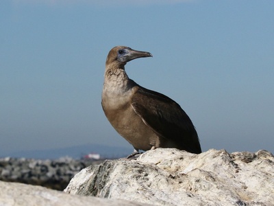 Red-footed booby