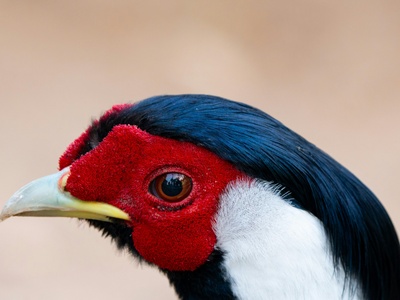 Red-footed booby