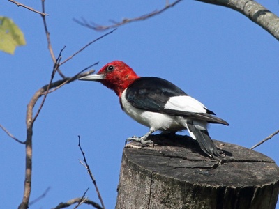 Red-headed Woodpecker