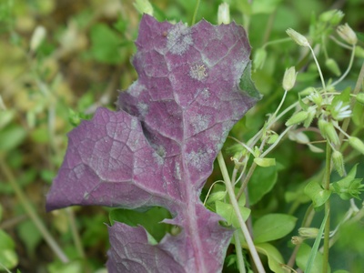 Red/purple lettuce (e.g., Lollo Rosso)