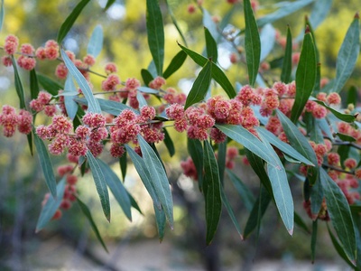 Red acacia