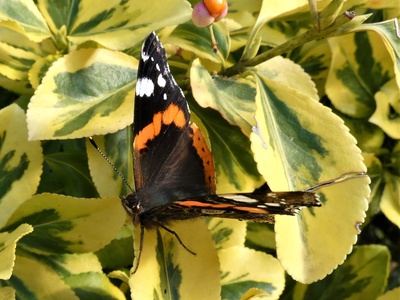 Red admiral