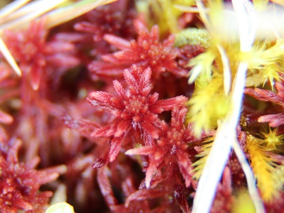 Red bog-moss
