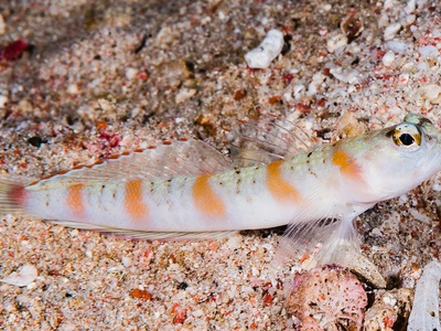 Red Coral Goby