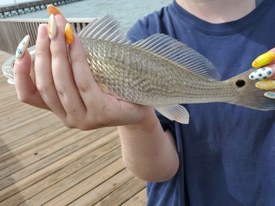 Red Drum (Redfish)