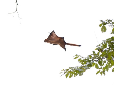 Red giant flying squirrel