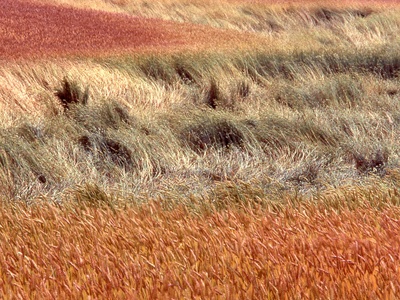 Red grass (Kangaroo grass)