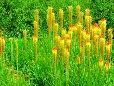 Red hot poker