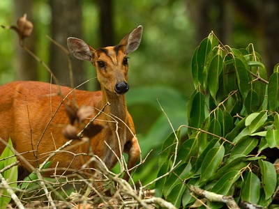Red (Indian) muntjac