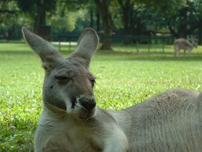 Red kangaroo