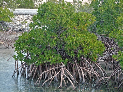 Red mangrove