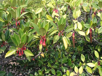 Red mangrove (Bruguiera)