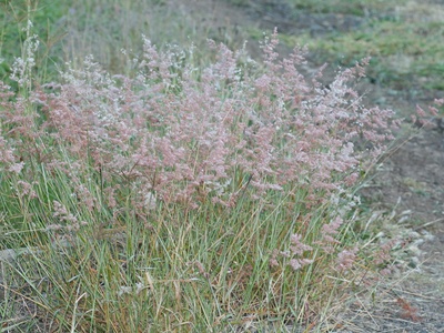 Red natal grass