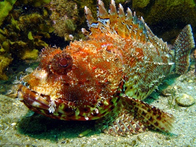 Red Scorpionfish
