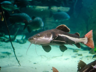 Redtail Catfish