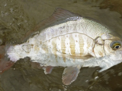 Redtail Surfperch