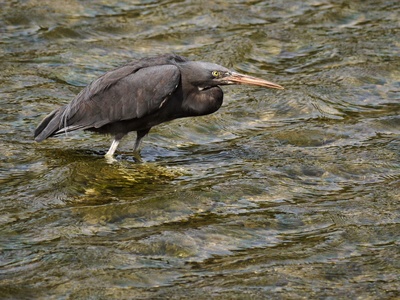 Reef heron (Eastern reef egret)