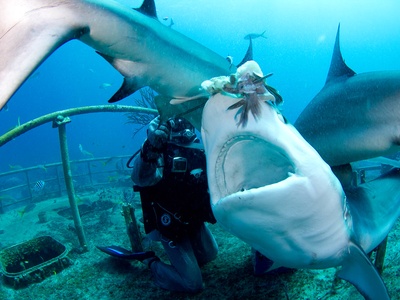 Reef sharks