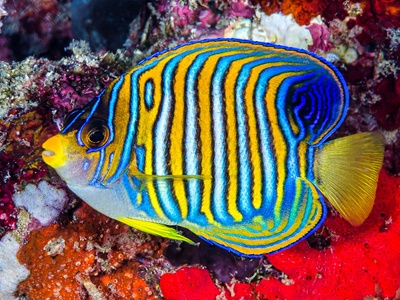 Regal angelfish