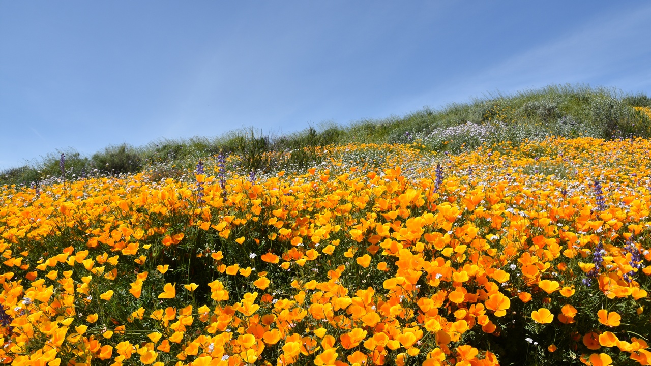 Desert wildflower bloom following seasonal rains with seed capsules visible