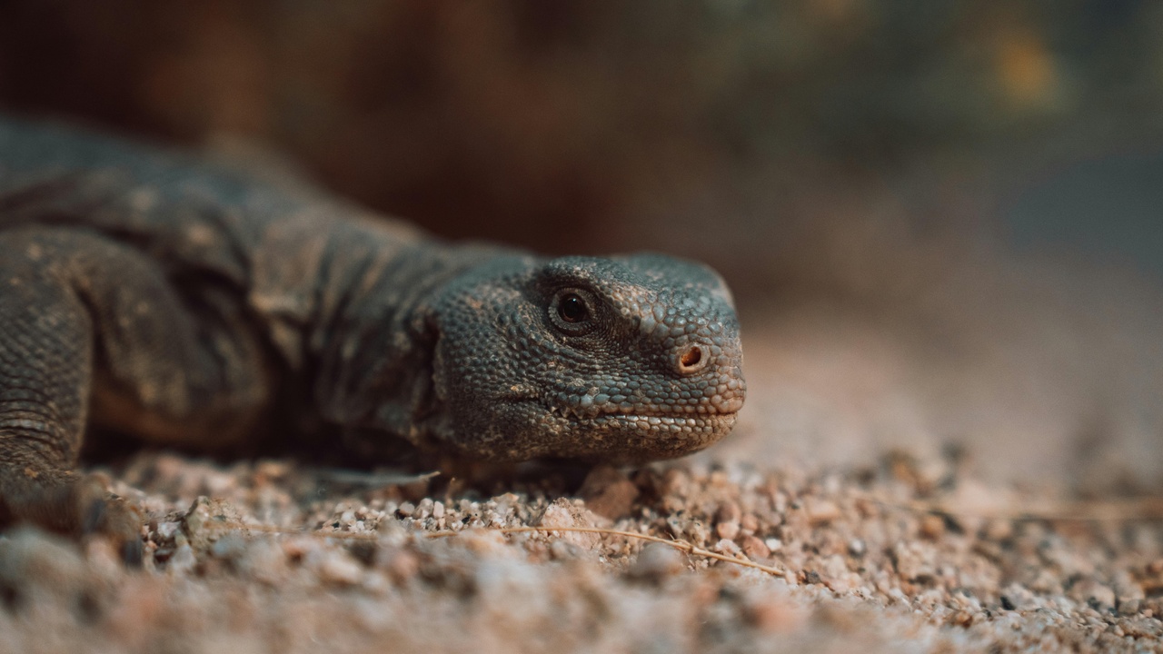 Spiny-tailed lizard sunning on rock
