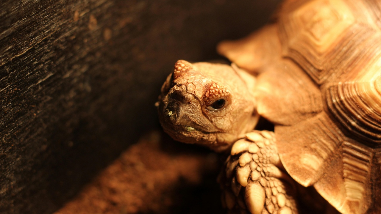 Gopher tortoise near a longleaf pine habitat in Georgia