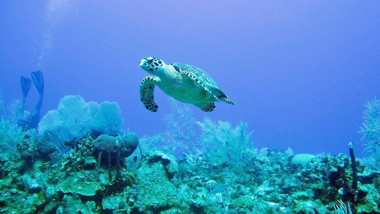 Saint Lucia endemic reptile among leaf litter