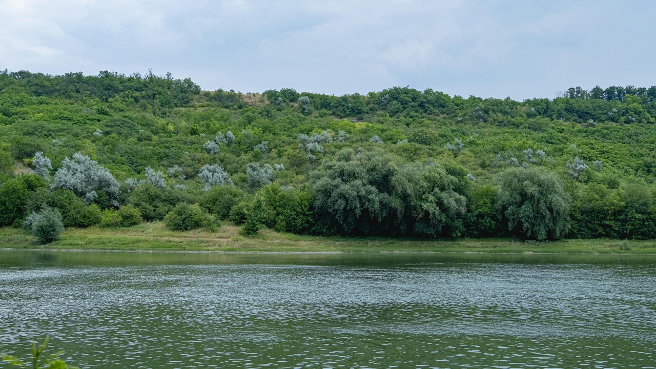 European pond turtle basking on a log in a Moldovan wetland.