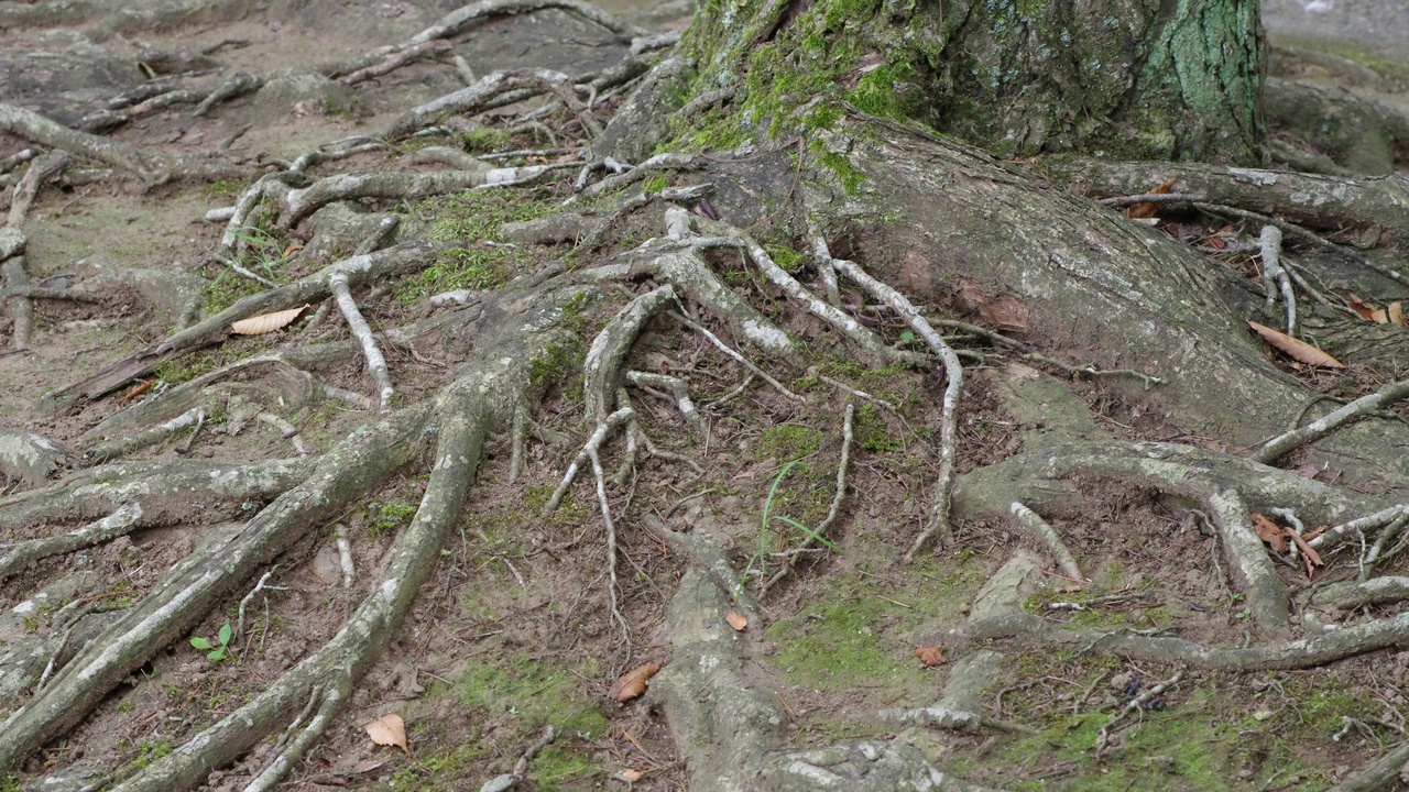 Deep tree roots providing anchorage and drought resilience