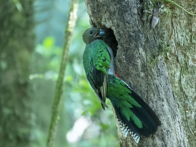 Resplendent quetzal