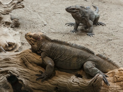 Rhinoceros iguana