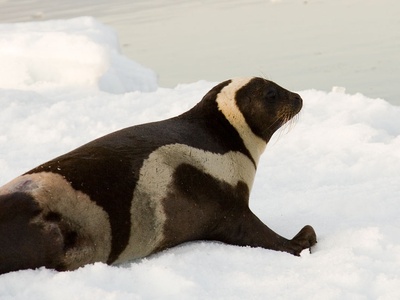 Ribbon seal