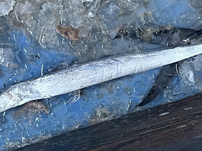 Ribbonfish (Largehead hairtail)