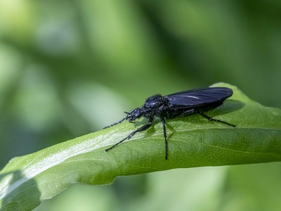 Rice black bug (pest)