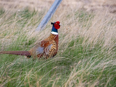 Ring-necked pheasant