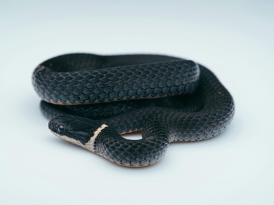 Ring-necked snake
