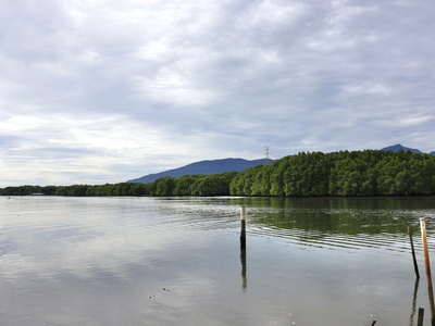 River mangrove